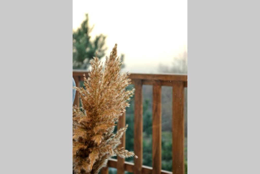 View Apartments Belasica Mokrijevo Dış mekan fotoğraf